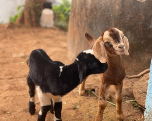 Nepal gay tour pink mountain
