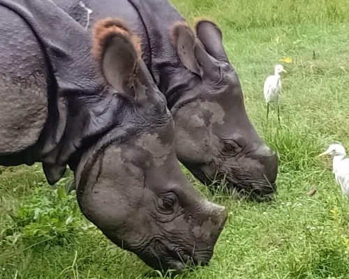 Chitwan National Park 