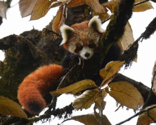Jajarkot Panda