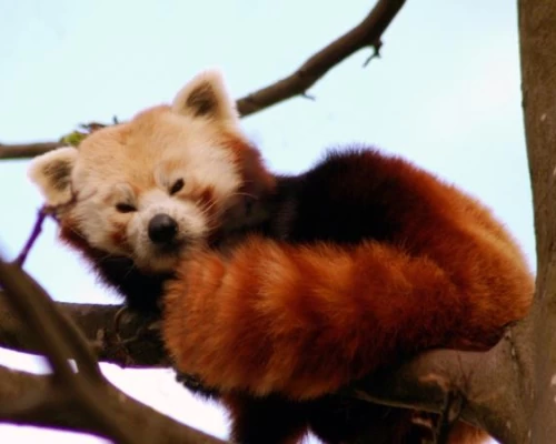 Jajarkot Red Panda