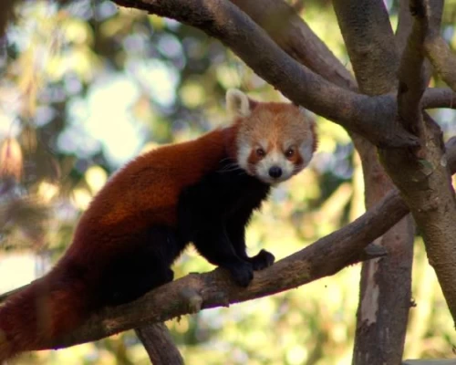 Red Panda Jajarkot