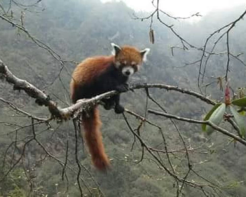 Red Panda Nepal