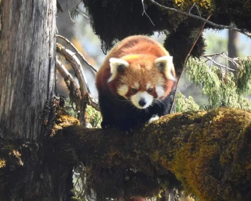 Red Panda Tour Nepal