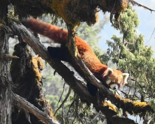 Red Panda