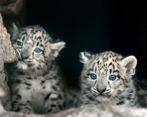 Snow Leopard Babies Pink Mountain