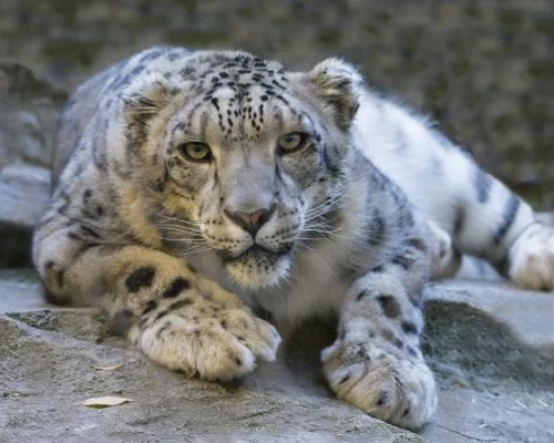 Snow Leopard Pink Mountain