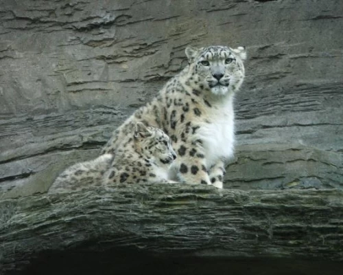 Snow Leopard Pink