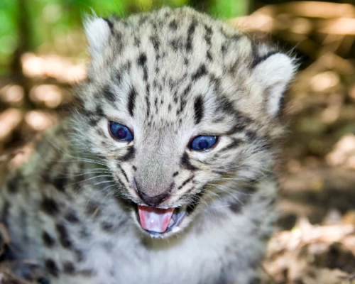 Snow Leopard Tracking Cub 