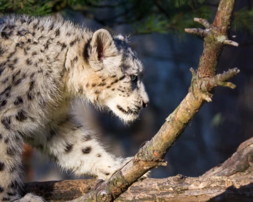 Snow Leopard Tracking In Nepal