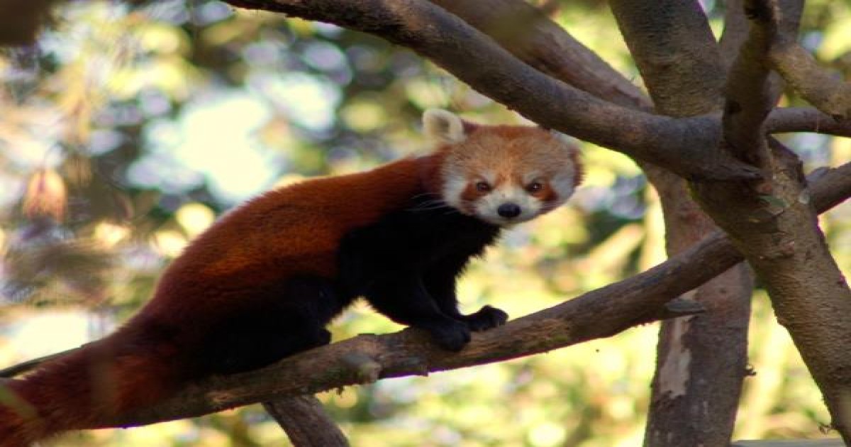 Red Panda Tour in Nepal